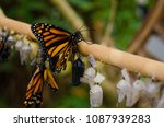 Butterfly on stick taking care of cacoons