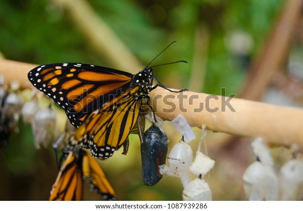 Butterflies On A Stick