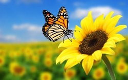 Butterfly On Sunflower-sunflower With Butterfly-butterfly Flower Image Wallpaper Background. Butterfly Monarch On Sunflower With Blurry Background. Nature Stock Image Of A Closeup Insect.
