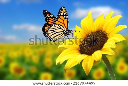 butterfly on sunflower-sunflower with butterfly-butterfly flower image wallpaper background. butterfly Monarch on sunflower with blurry background. Nature stock image of a closeup insect.