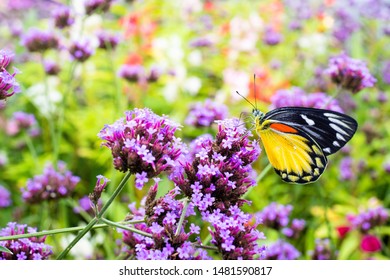 Butterfly On Verbena Floer In The Garden