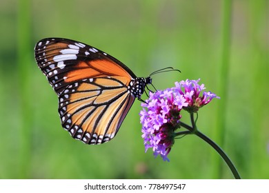 Butterfly On Verbena Flower