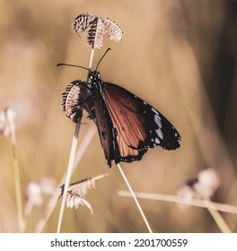 A Butterfly On The Very Hot Day