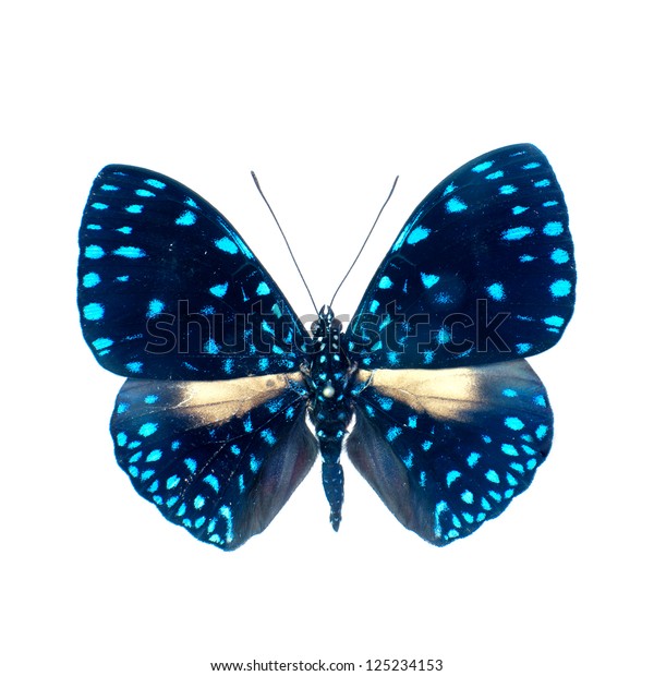 Butterfly On White Background High Definition Stock Photo