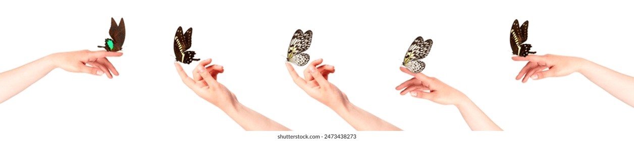 mariposa en la mano