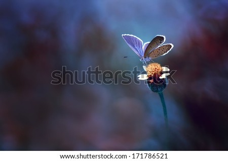 Butterfly on yellow flower with blue background