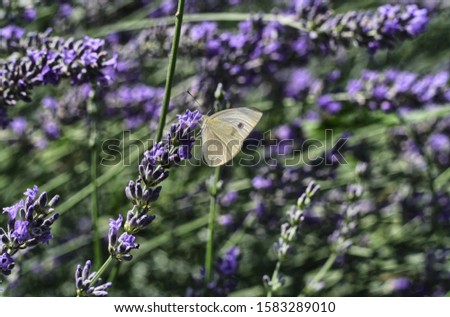 Lemon butterfly on flowering lavender