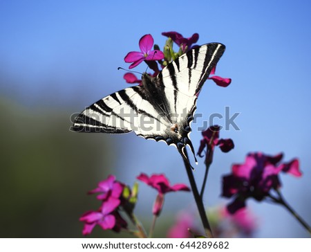 Butterfly papolio machaon flyong at the purple flower blossom at the blue sky background back view