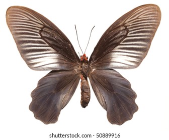 Butterfly (Parides Varuna Varuna), Female, Also Sometimes Referenced As Atrophaneura Varuna