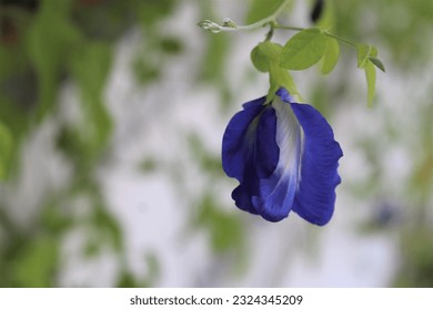 Butterfly pea or Blue pea, an ancient Thai herbal plant