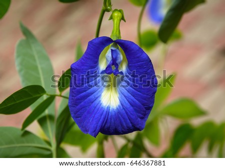 Butterfly pea, Blue pea (Clitoria ternatea)