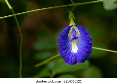 Butterfly pea. or Blue pea dark green tones It is an herb with many benefits to the body with copy space
