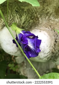 A Butterfly Pea Or Blue Pea Flower In The Garden.