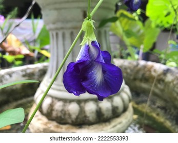 A Butterfly Pea Or Blue Pea Flower In The Garden.