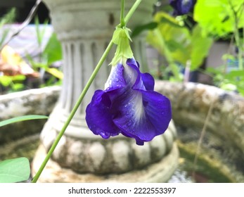 A Butterfly Pea Or Blue Pea Flower In The Garden.