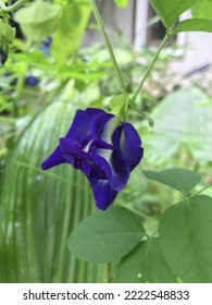 A Butterfly Pea Or Blue Pea Flower In The Gardne. 