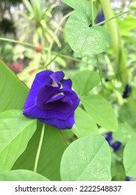 A Butterfly Pea Or Blue Pea Flower In The Gardne. 