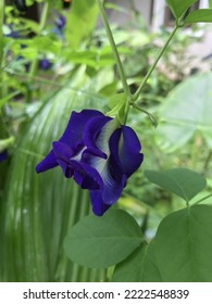 A Butterfly Pea Or Blue Pea Flower In The Gardne. 