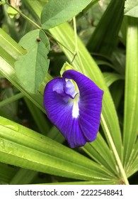 A Butterfly Pea Or Blue Pea Flower In The Gardne. 