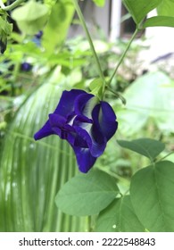 A Butterfly Pea Or Blue Pea Flower In The Gardne. 