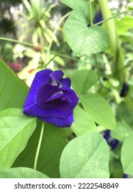 A Butterfly Pea Or Blue Pea Flower In The Gardne. 