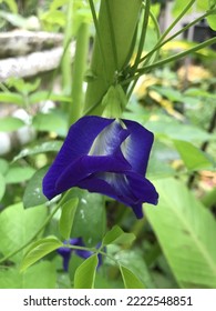 A Butterfly Pea Or Blue Pea Flower In The Gardne. 