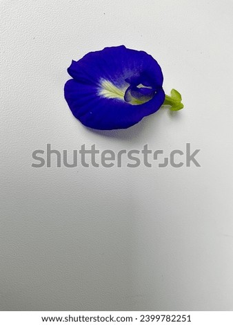 Butterfly pea or bluebellvine or blue pea or cordofan pea (Clitoria ternatea),The flowers of this vine were imagined to have the shape of human female genitals. 