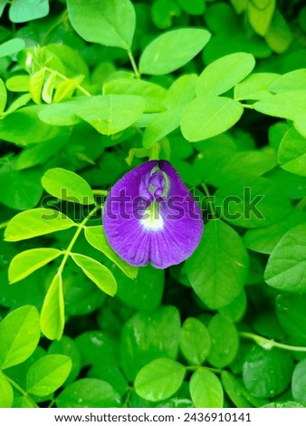 Butterfly pea, bluebellvine, blue pea, cordofan pea (Clitoria ternatea) ,The flowers of this vine were imagined to have the shape of human female genitals, blooming in private garden