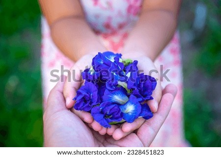 Butterfly pea or bluebellvine or cordofan pea (Clitoria ternatea) in the hand of a little girl who is handing it to her father. 