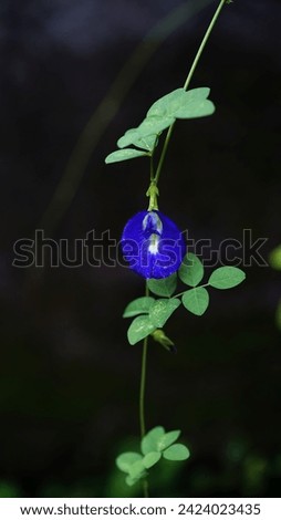 Butterfly pea (bunga telang).  This flower is reported to relieve symptoms of depression, contains antioxidants, Accelerates the wound healing process, and reduces inflammation.