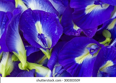 Butterfly Pea Flower