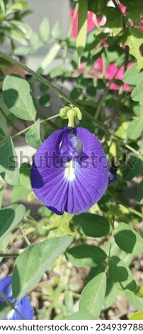 Butterfly pea flower or Clitorea ternatea is a flower plant that has a bright blue color. As per its Latin name, butterfly pea is an endemic plant from Ternate, Indonesia.

￼


