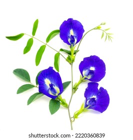 Butterfly pea flower isolated  on white background