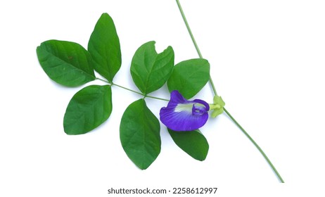 Butterfly pea flower isolated on white background.Close up fresh butterfly pea flower or blue pea, bunga telang. clitoria ternatea - Shutterstock ID 2258612997