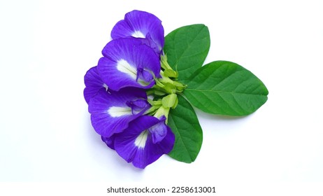 Butterfly pea flower isolated on white background.Close up fresh butterfly pea flower or blue pea, bunga telang. clitoria ternatea - Shutterstock ID 2258613001