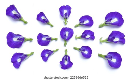 Butterfly pea flower isolated on white background.Close up fresh butterfly pea flower or blue pea, bunga telang. clitoria ternatea - Shutterstock ID 2258666525
