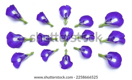 Butterfly pea flower isolated on white background.Close up fresh butterfly pea flower or blue pea, bunga telang. clitoria ternatea