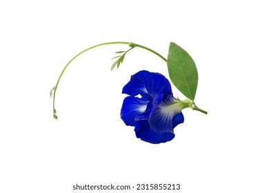 butterfly pea flower with leaf isolated on white background