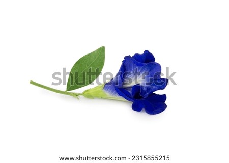 butterfly pea flower with leaf isolated on white background