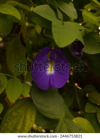 butterfly pea flower on a backyard