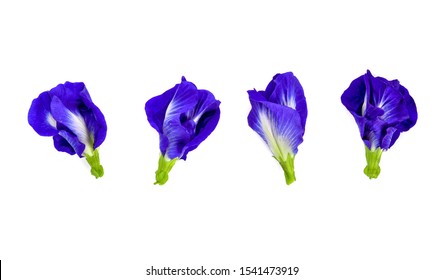 Butterfly pea flower on white background. top view