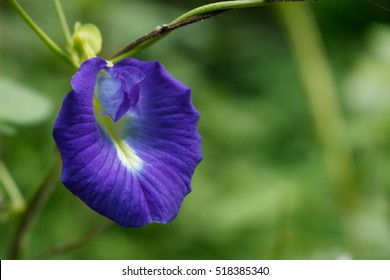 [Image: butterfly-pea-flower-this-can-260nw-518385340.jpg]