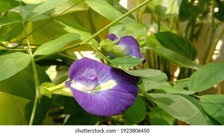 Butterfly Pea In The Garden.