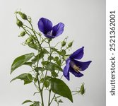 The Butterfly Pea vine (Clitoria ternatea) is a climbing plant featuring striking blue flowers and lush green foliage. It thrives in tropical climates and is known for its use in herbal teas and natur