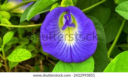 Butterfly pea,bluebellvine, blue pea, cordofan pea (Clitoria ternatea) ,The flowers of this vine were imagined to have the shape of human female genitals.