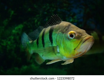 Butterfly Peacock Bass / Beautiful Cichlid Fish Tiger Pattern Swimming In The Fish Tank Underwater Aquarium - Cichla Ocellaris