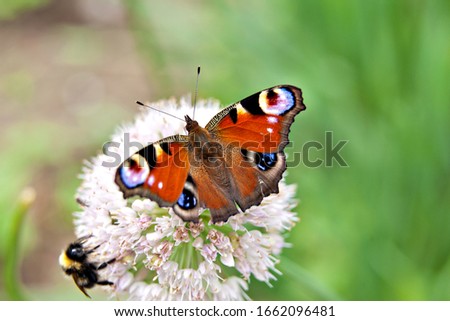 A butterfly peacock and bumblebee sits on a flower of onions on a brown background.