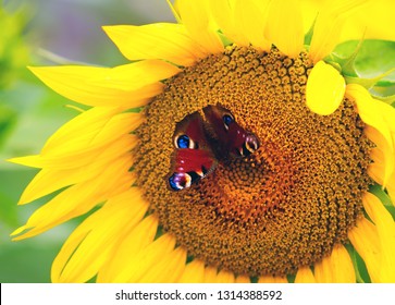 The butterfly of Peacock eye sitting on the flower of a sunflower. - Shutterstock ID 1314388592