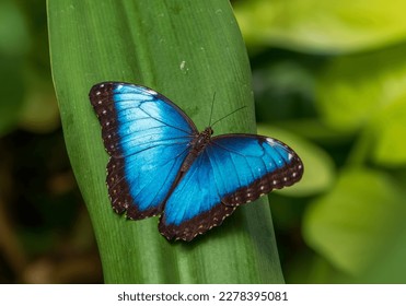 A butterfly perched on a plant for blooms and butterflies at Franklin Park Conservatory. 