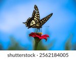 Butterfly perched on vibrant red zinnia against a clear blue sky in Wonsan, Korea